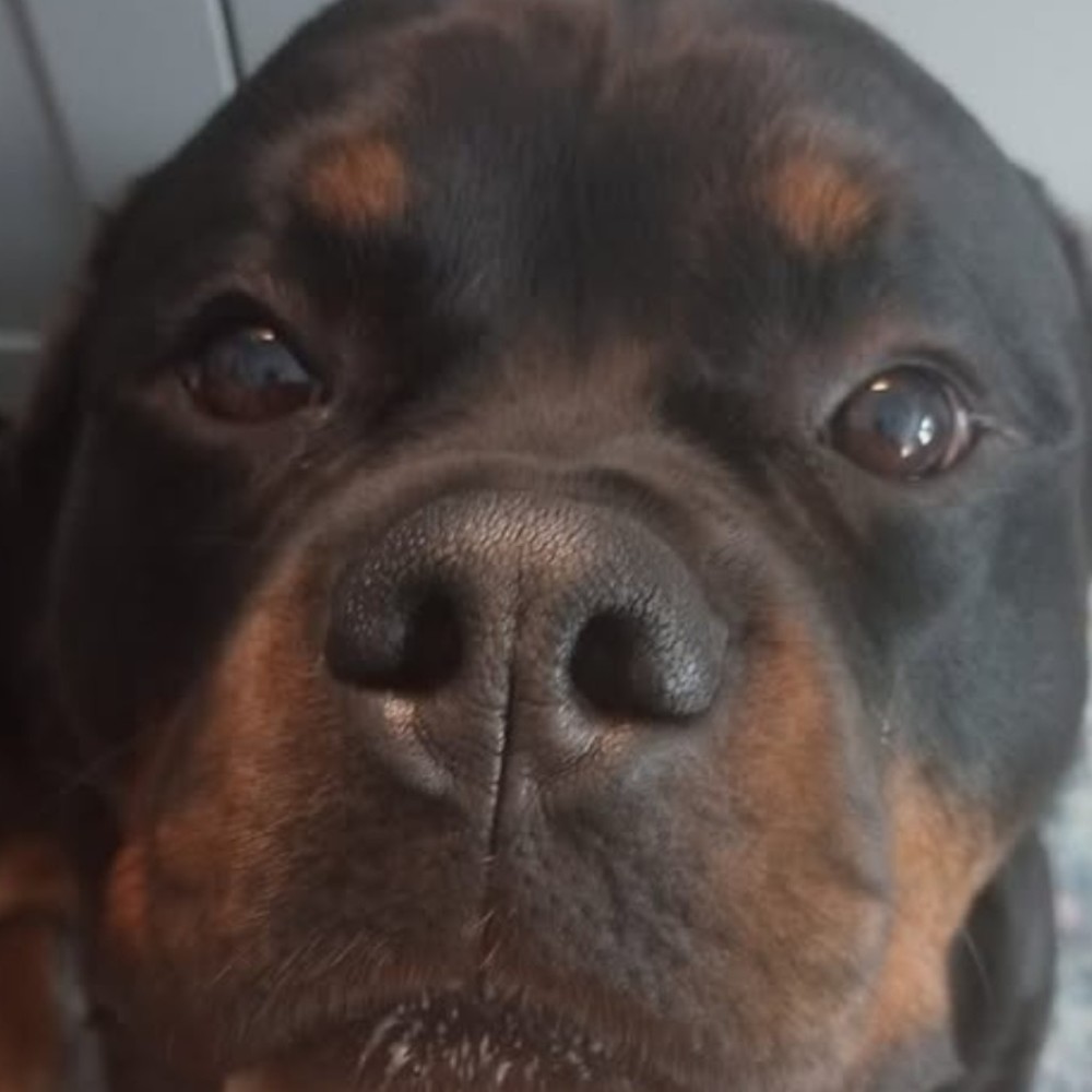 Meet your Posher, Ben